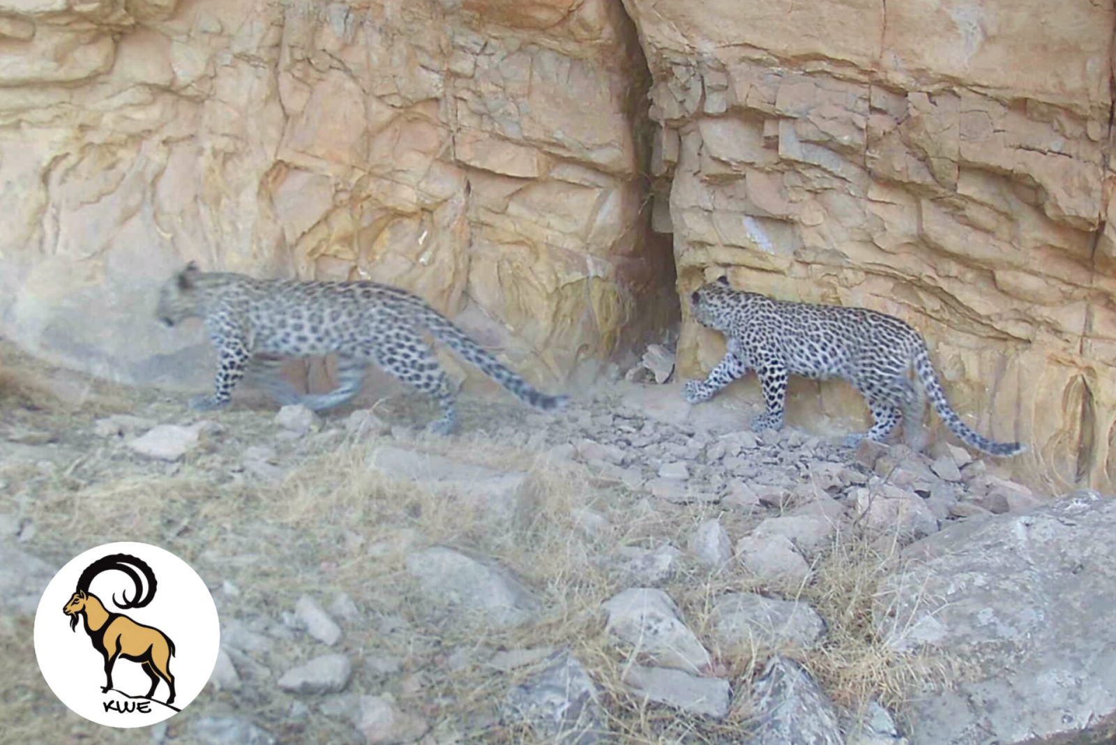 Good News About the Status of the Persian Leopard in the Kurdistan Region of Iraq