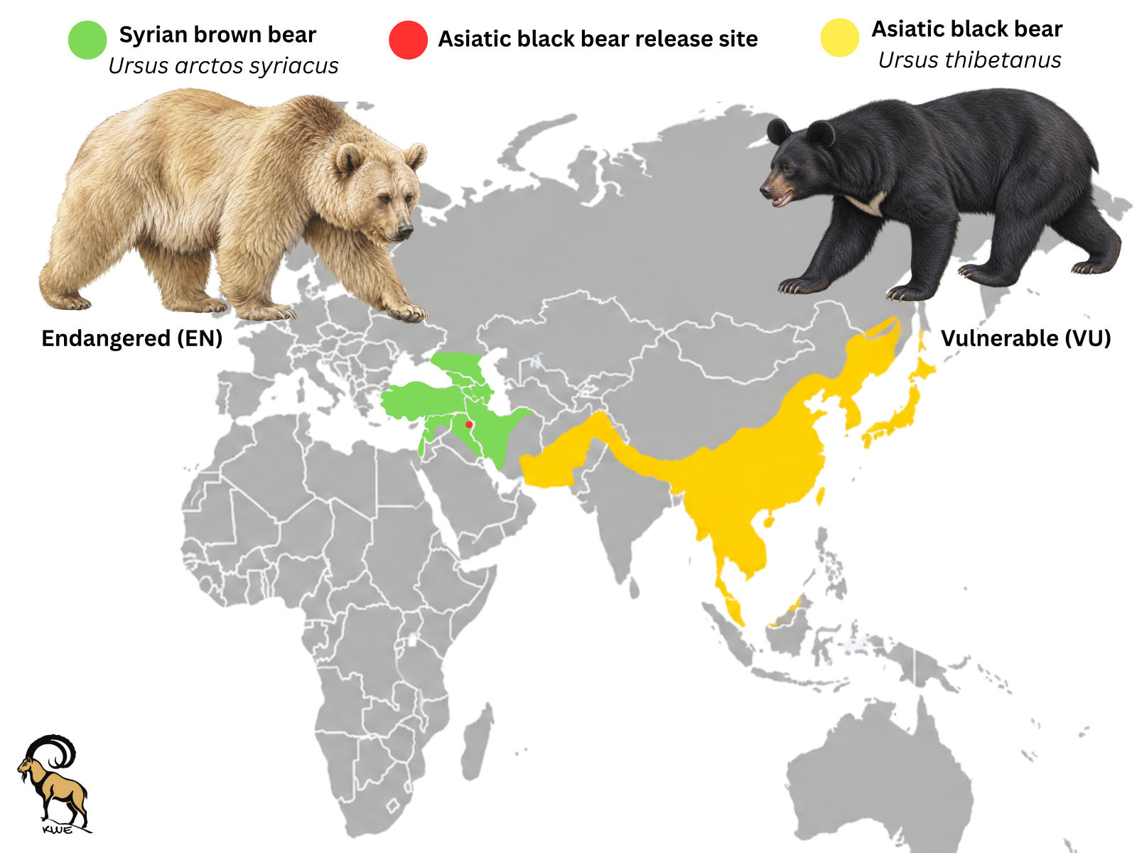 Releasing Two Asiatic Black Bear Cubs into the Wild in the Kurdistan Region