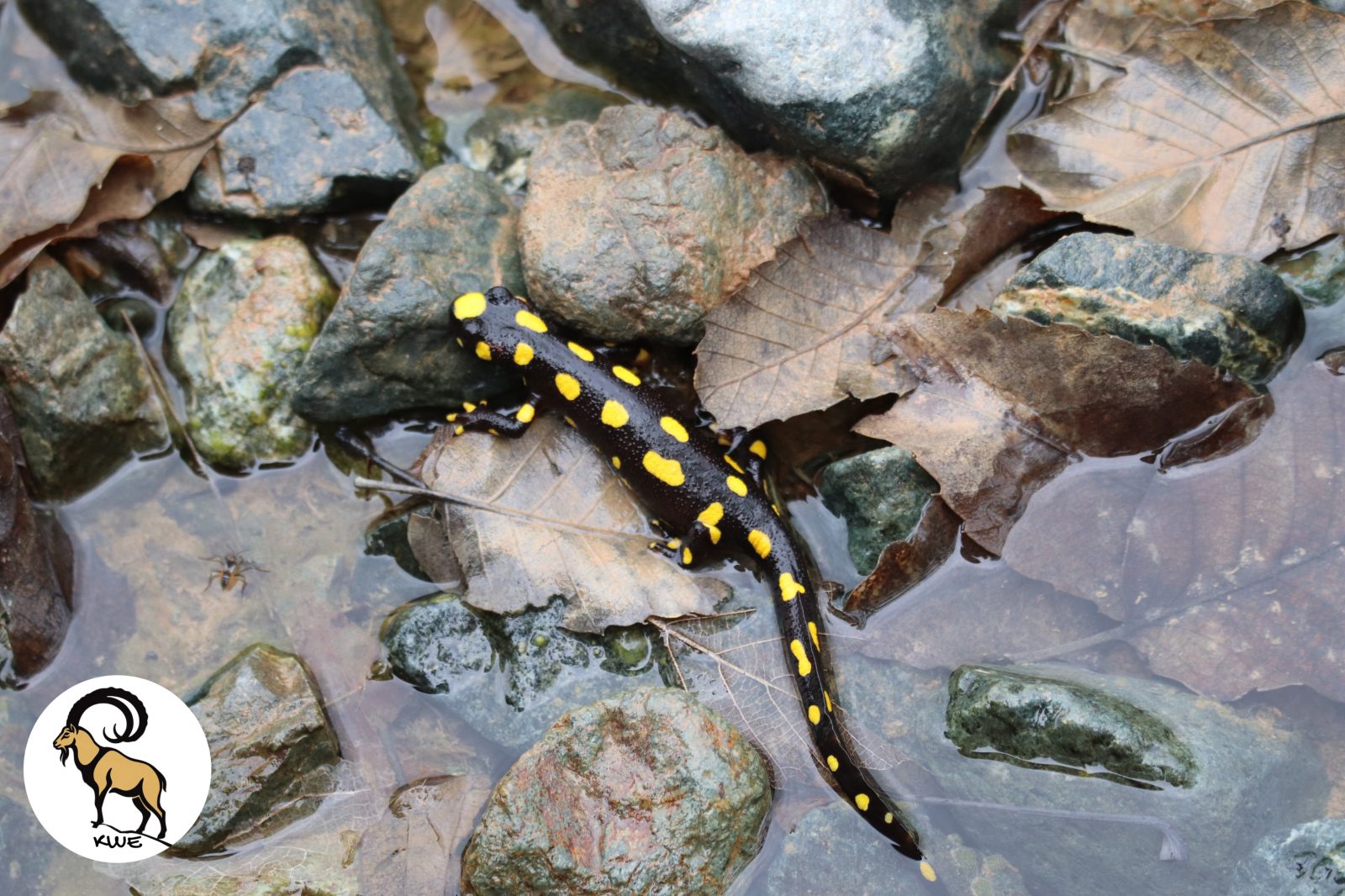 Amphibians of the Kurdistan Region