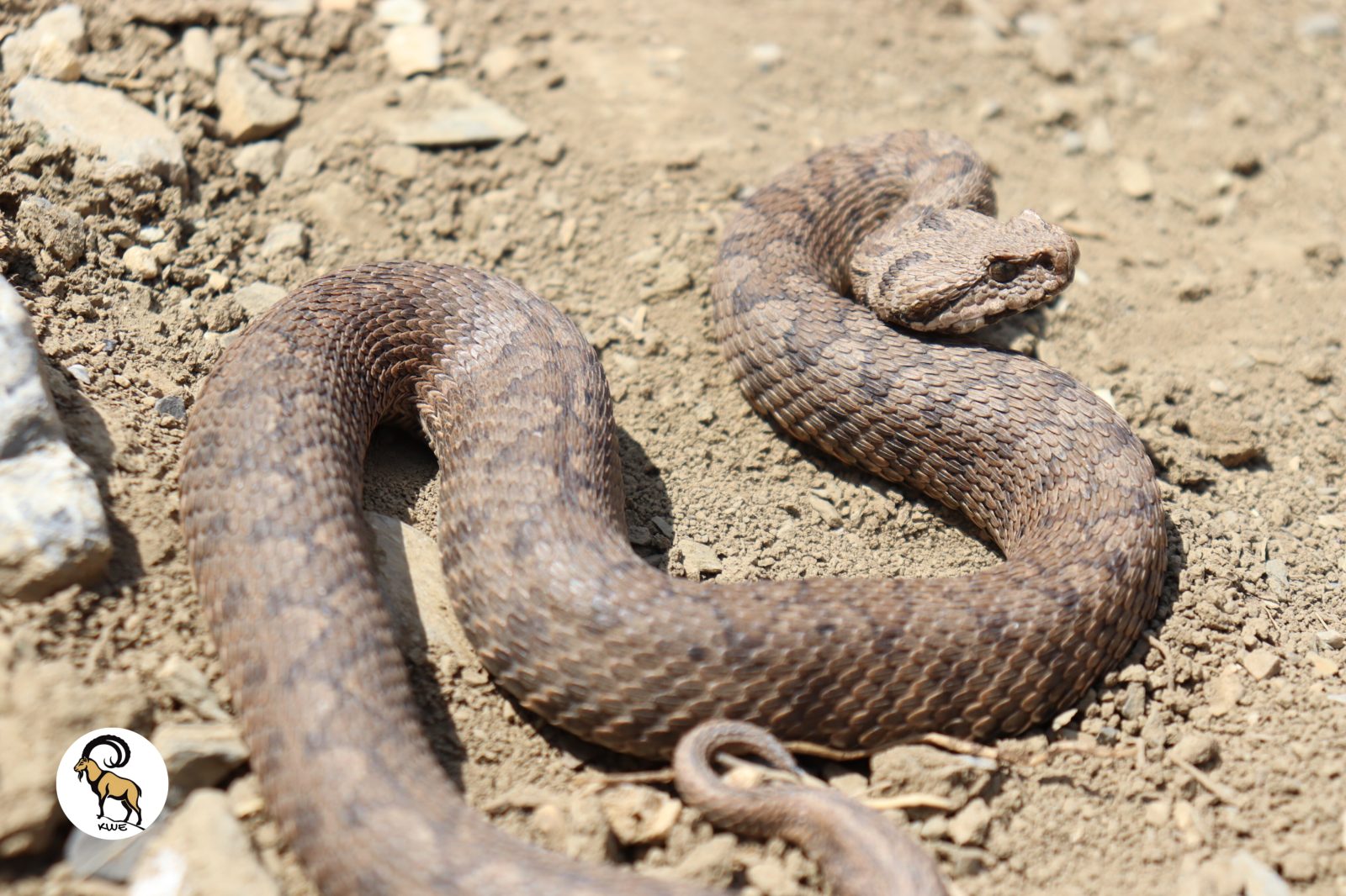 Snakes of the Kurdistan Region
