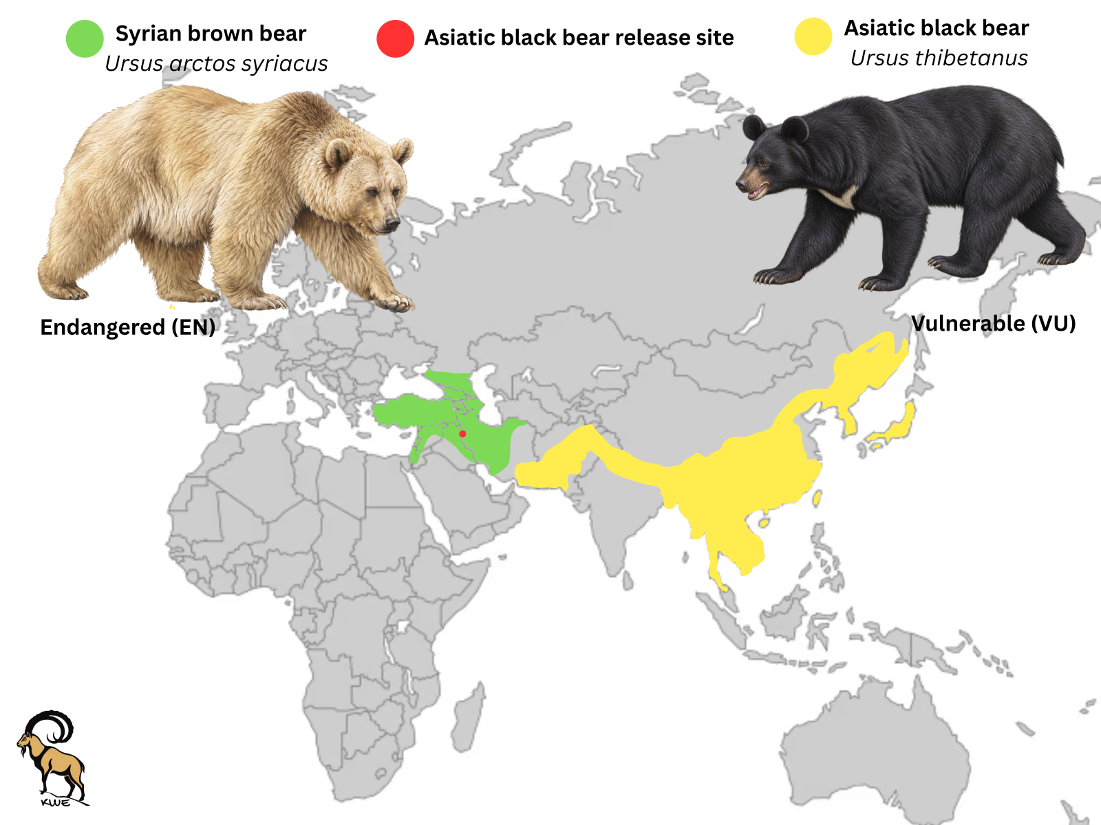 Releasing Two Asiatic Black Bear Cubs into the Wild in the Kurdistan Region