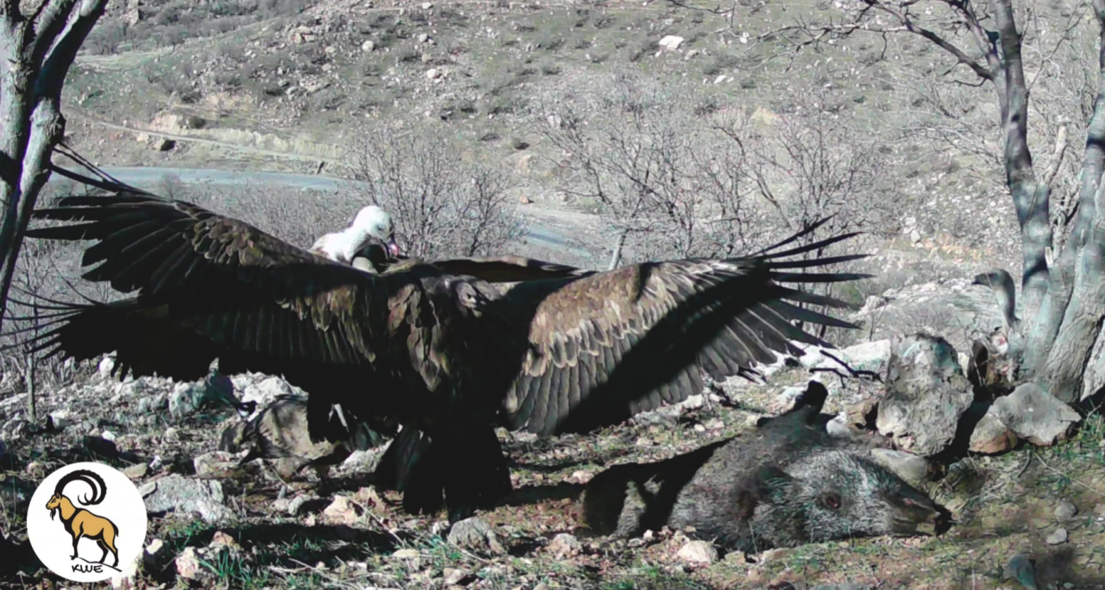 Gyps fulvus on Sus scorfa carcass